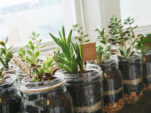 succulents in mason jars mason jar terrarium